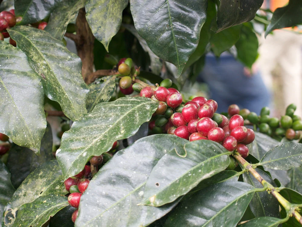 Nossa Familia Coffee - Augusta's Organic Breakfast - Image 8