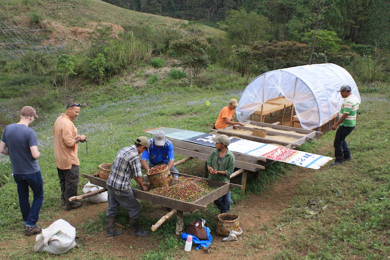Nossa Familia Coffee - Nicaragua - Finca San Jose de las Nubes - Washed Process - Image 7